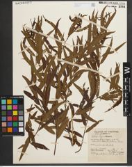 Foto von Salix nigra Marshall